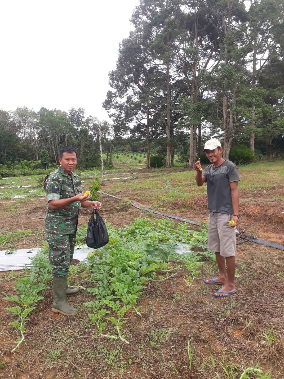 Babinsa Koramil 0413-08/Sungai Selan Dampingi Penyerbukan Buah Semangka di Desa Pasir Garam 