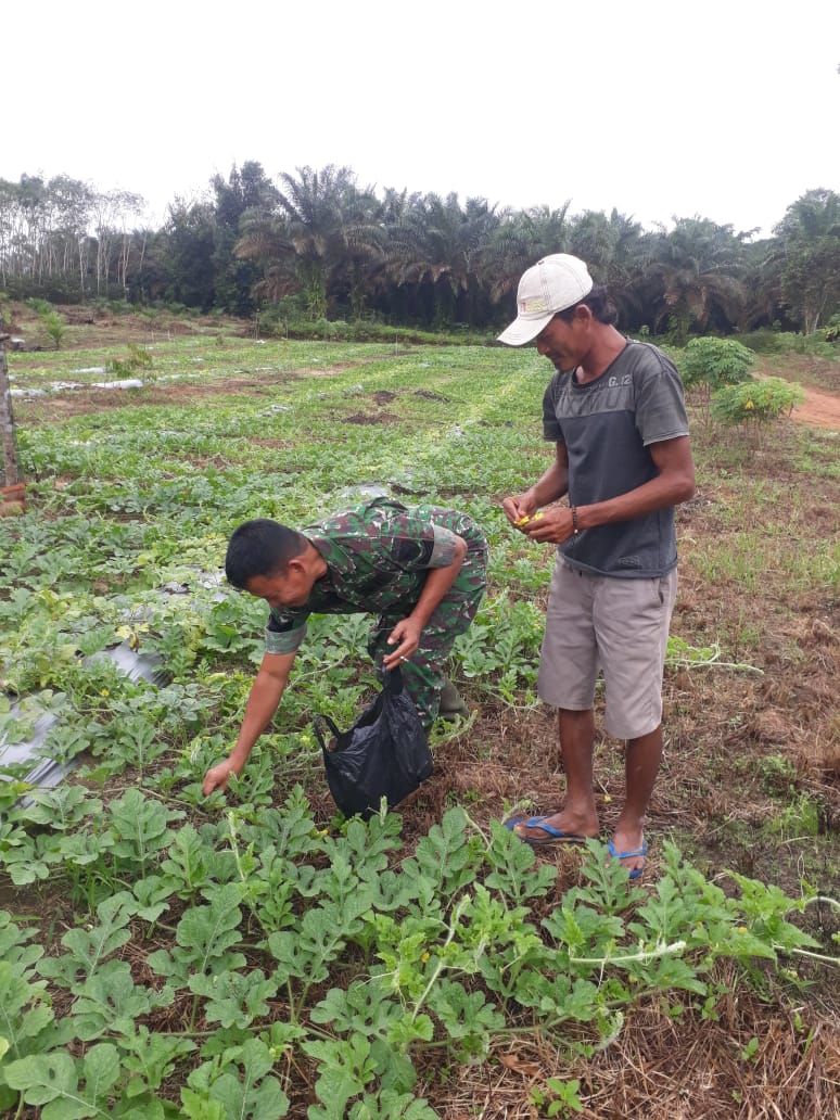 Babinsa Koramil 0413-08/Sungai Selan Dampingi Penyerbukan Buah Semangka di Desa Pasir Garam 