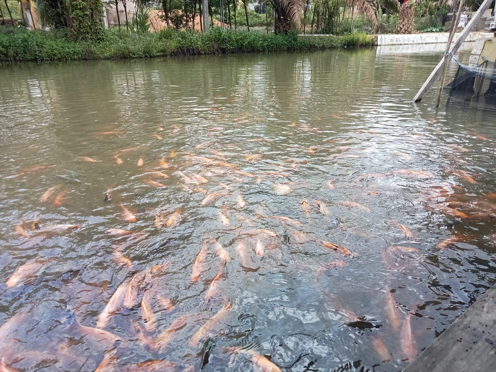 Koramil 0413-03/Merawang Laksanakan Komsos dengan Peternak Ikan