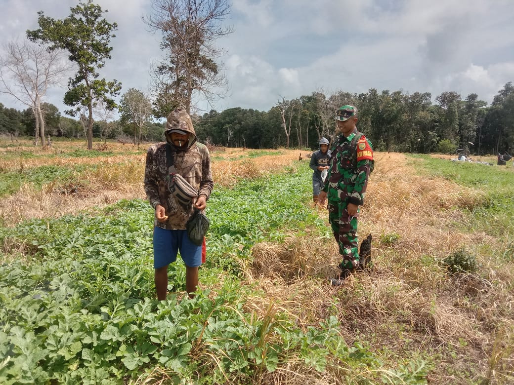 Koramil 0413-02/Belinyu Dampingi Petani Semangka di Kelurahan Remodong Indah