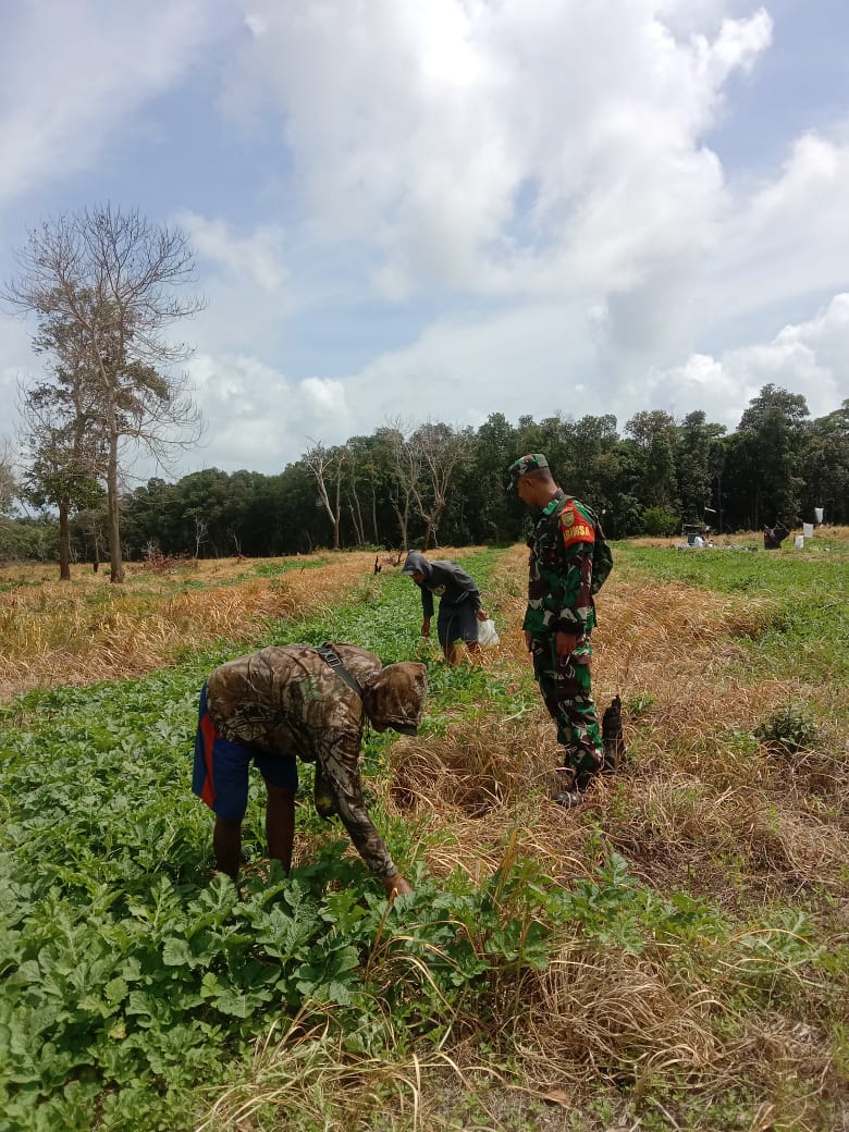 Koramil 0413-02/Belinyu Dampingi Petani Semangka di Kelurahan Remodong Indah