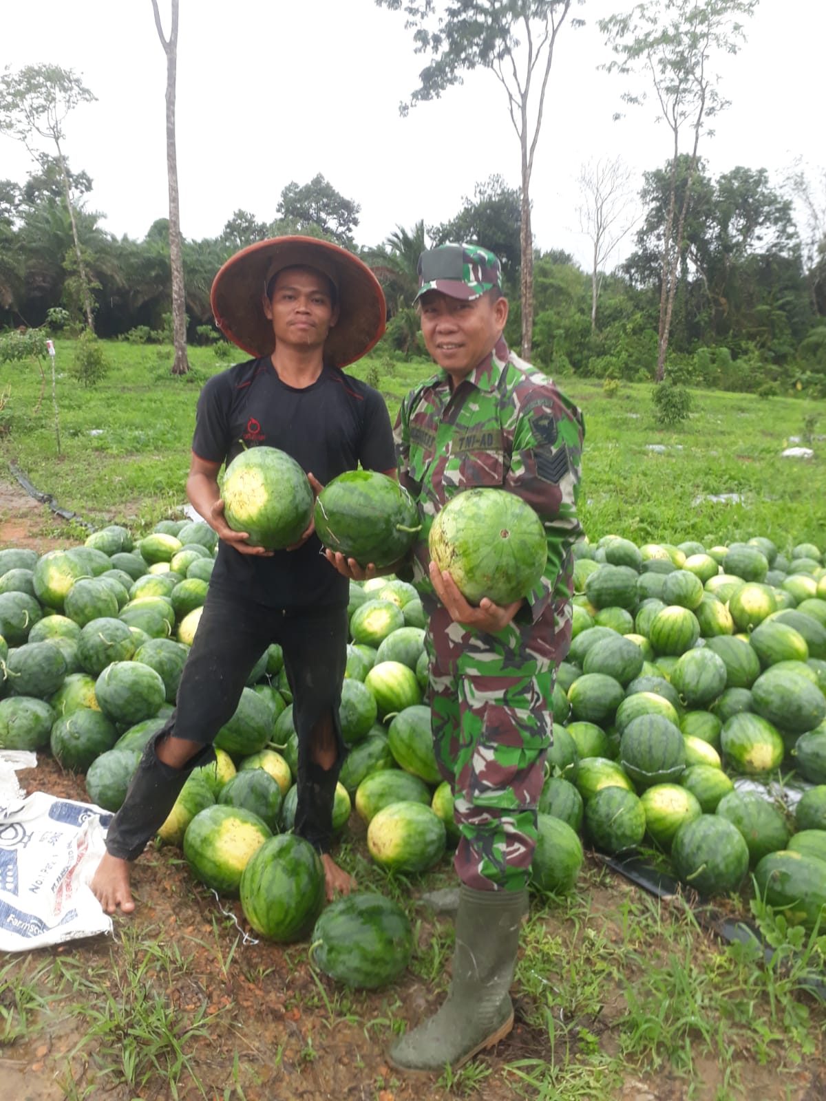 Komsos dengan Petani Semangka Babinsa Desa Pasir Garam Panen Semangka