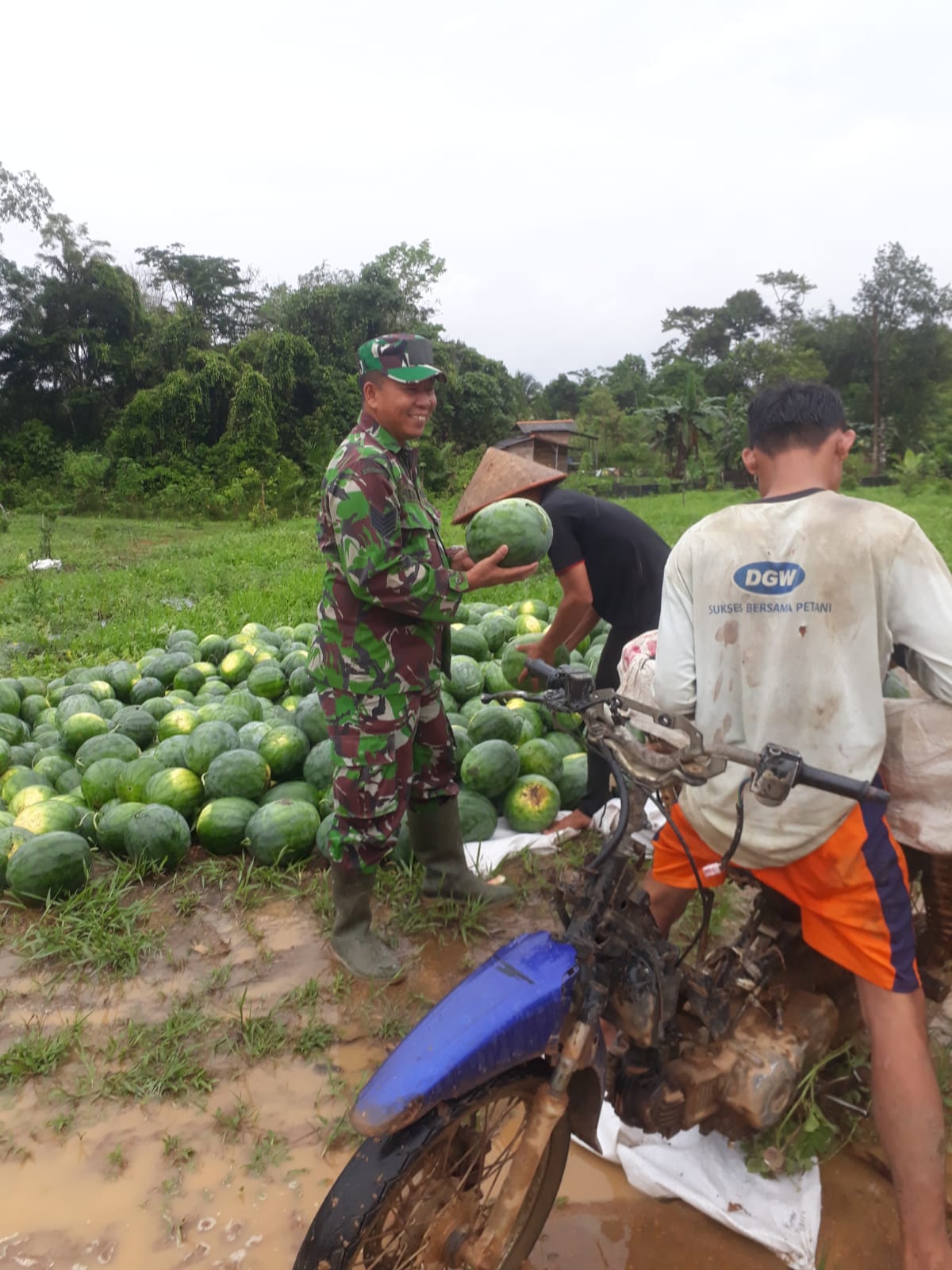 Komsos dengan Petani Semangka Babinsa Desa Pasir Garam Panen Semangka