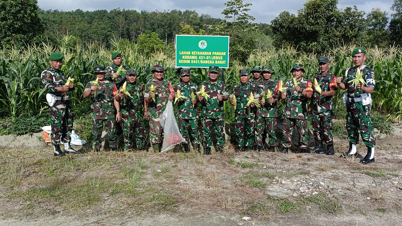 Dandim 0431/Bangka Barat Bersama Ketua Persit, Panen Raya Jagung di lahan Han Pangan Kodim 0431/Bangka Barat