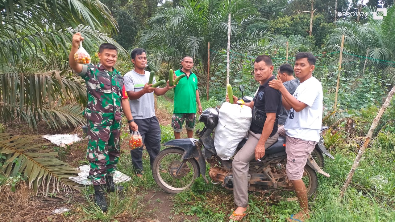 Babinsa Desa Tanah Bawah Membantu Petani Panen Sayur Tomat