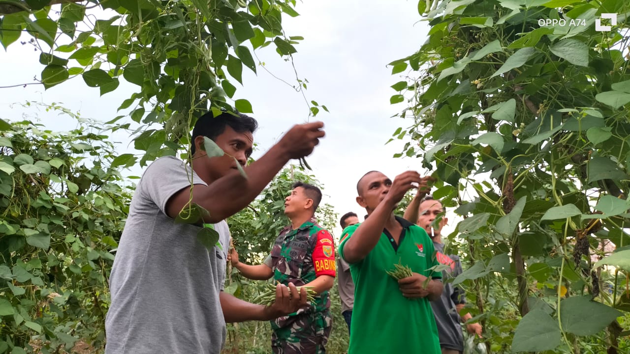 Babinsa Desa Tanah Bawah Membantu Petani Panen Sayur Tomat