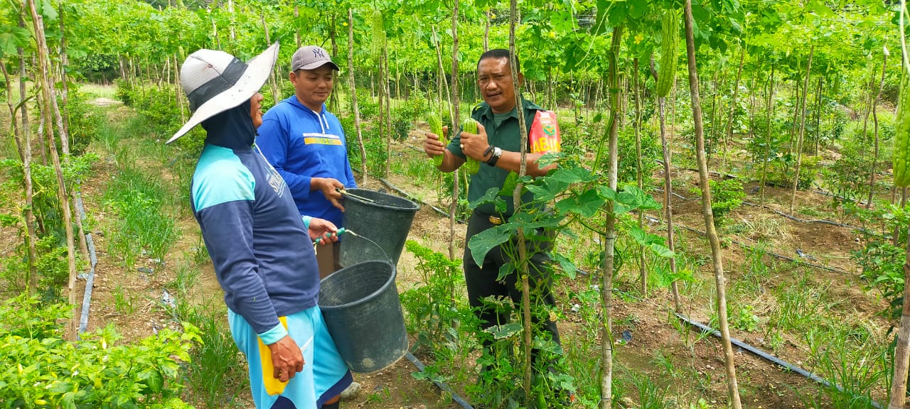 Bantu Petani dalam Merawat Tanaman Pare