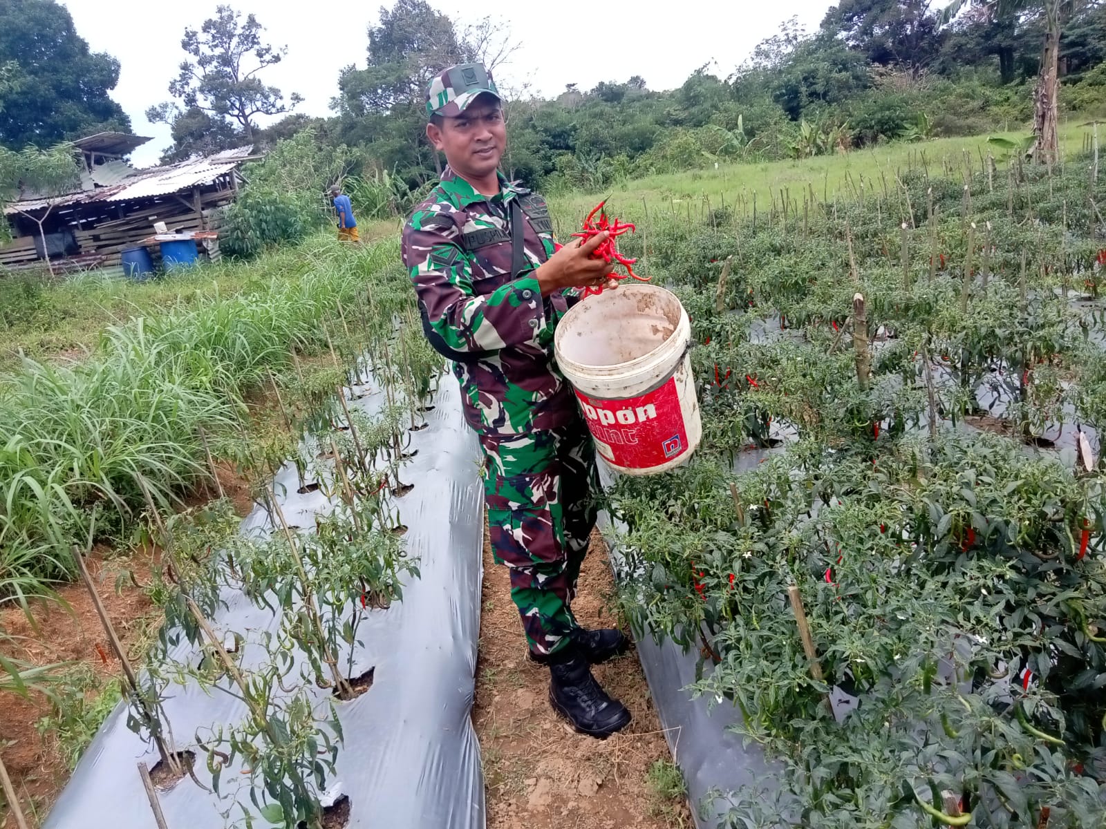 Koramil 413-09/Pangkalan Baru Bersama Anggota Kelompok Tani Rukun Tani Melaksanakan Panen Cabe