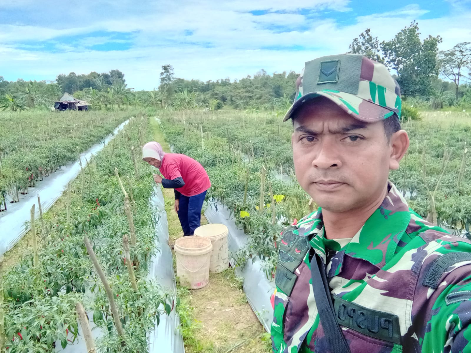 Koramil 413-09/Pangkalan Baru Bersama Anggota Kelompok Tani Rukun Tani Melaksanakan Panen Cabe