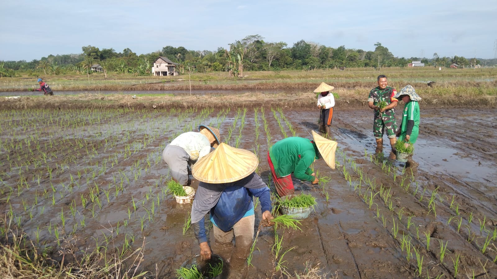 Babinsa Koramil 413-09/Pangkalan Baru Sertu Hermawan Turun ke Sawah Bersama Kelompok Tani Belilik