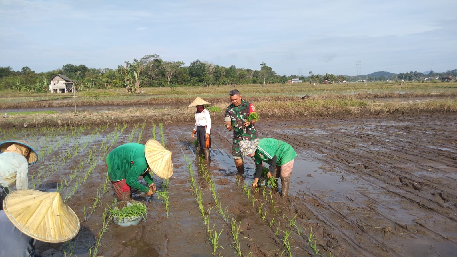 Babinsa Koramil 413-09/Pangkalan Baru Sertu Hermawan Turun ke Sawah Bersama Kelompok Tani Belilik