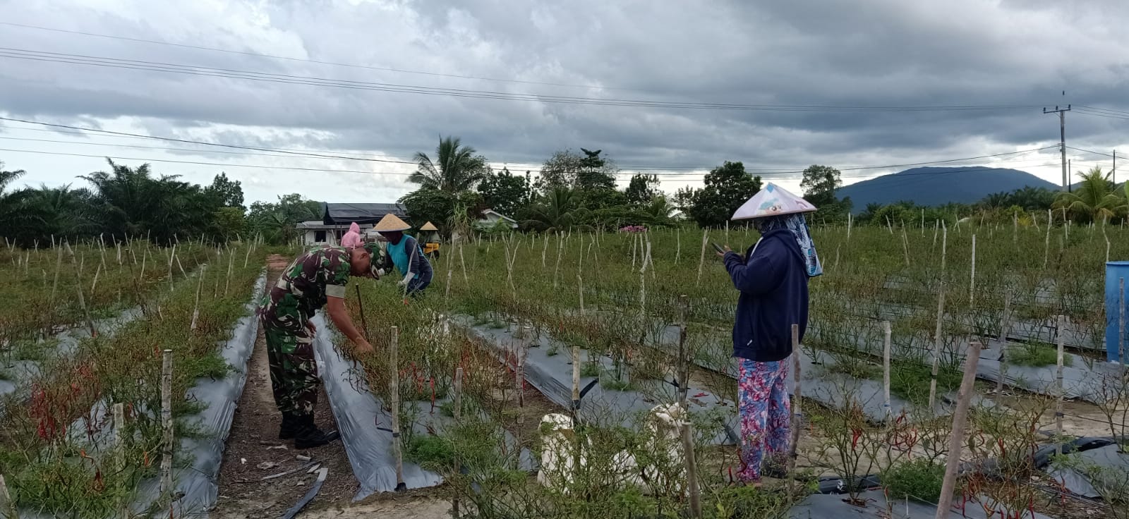 Beri Motivasi Kerja kepada Petani Cabe