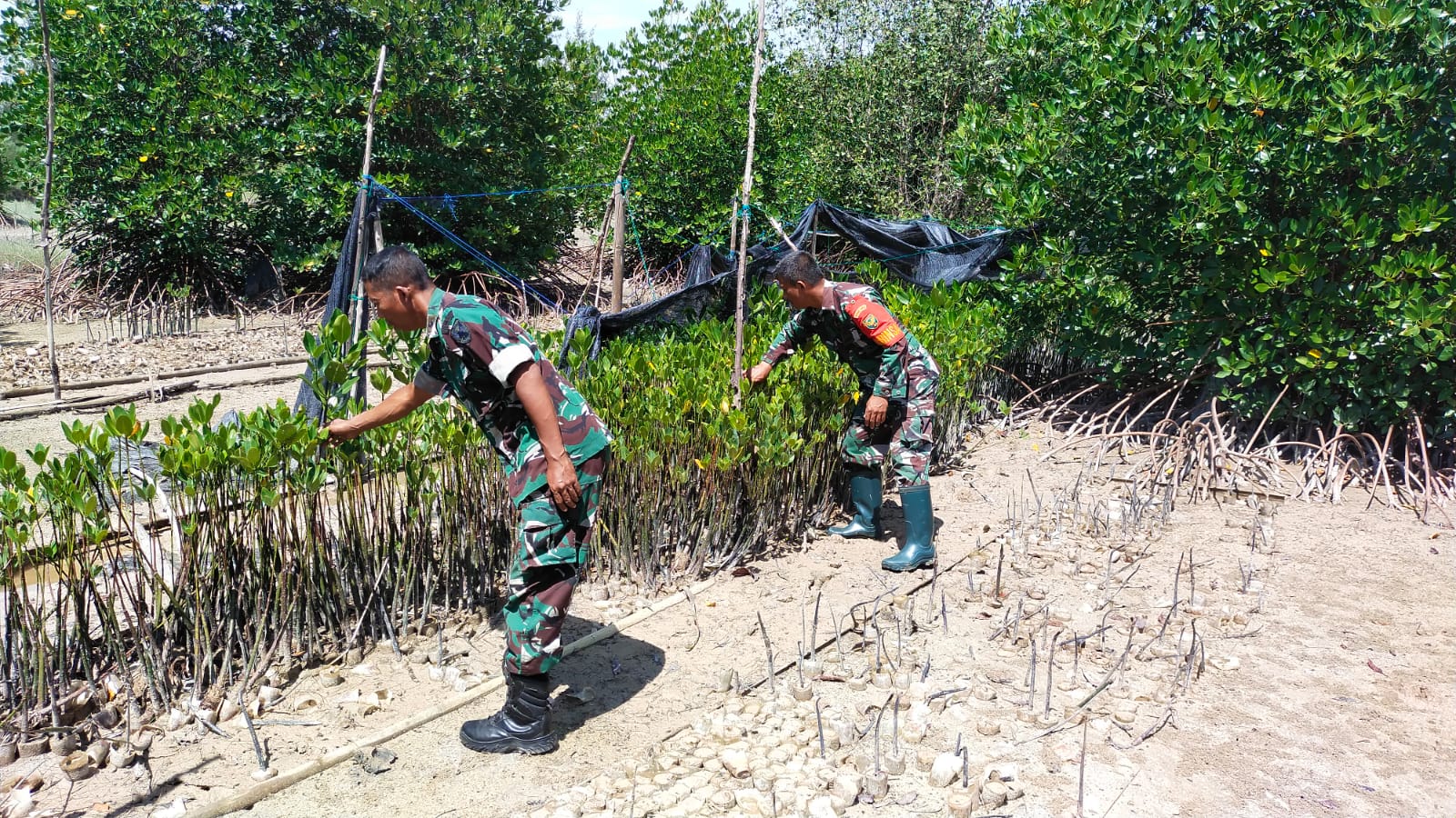 Lestarikan Alam dan Hijaukan Pantai Tanam Bibit Pohon Mangrove di Pesisir Pantai