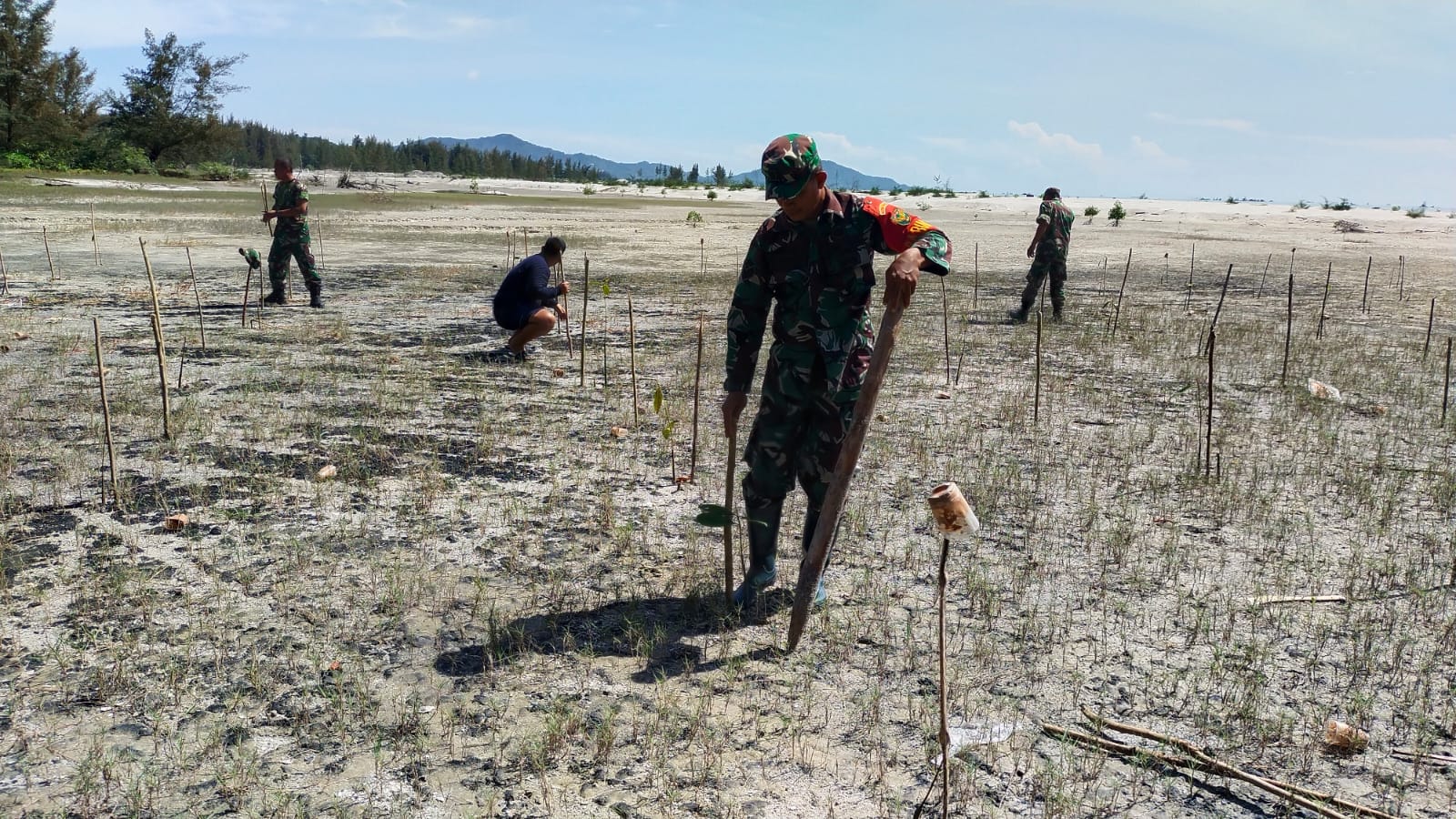 Lestarikan Alam dan Hijaukan Pantai Tanam Bibit Pohon Mangrove di Pesisir Pantai