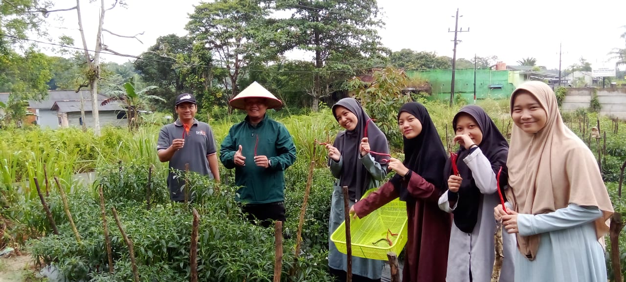 Pondok Pesantrean Arroyan Pangkalpinang Panen Perdana Cabe Bantuan BI