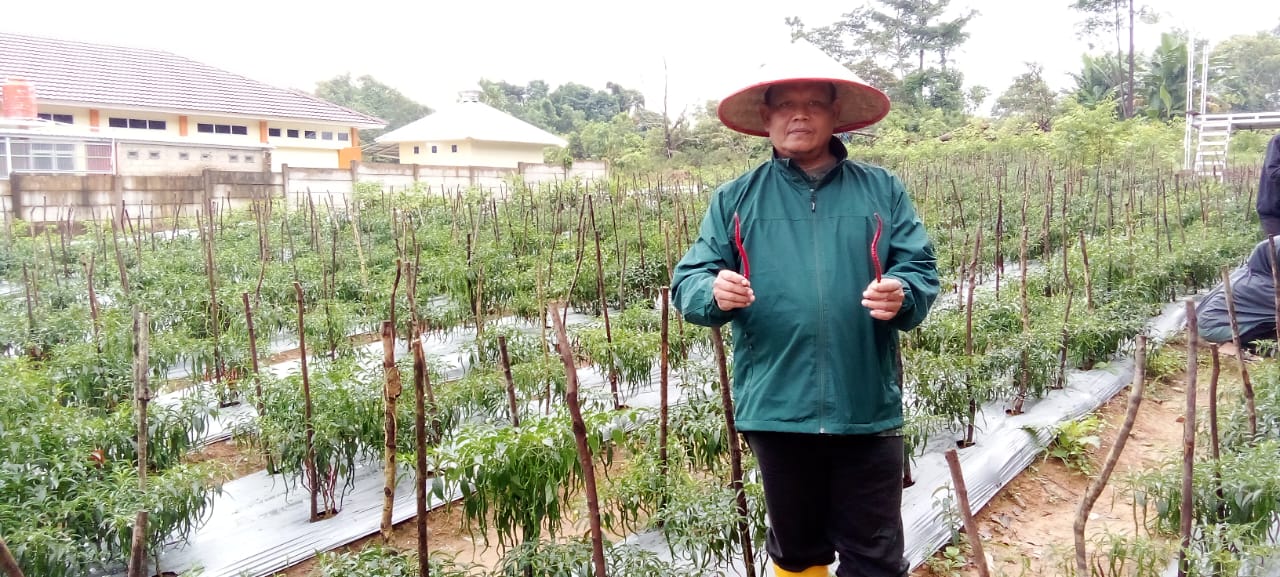 Pondok Pesantrean Arroyan Pangkalpinang Panen Perdana Cabe Bantuan BI