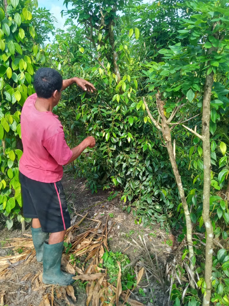 Anjangsana dengan Petani Lada