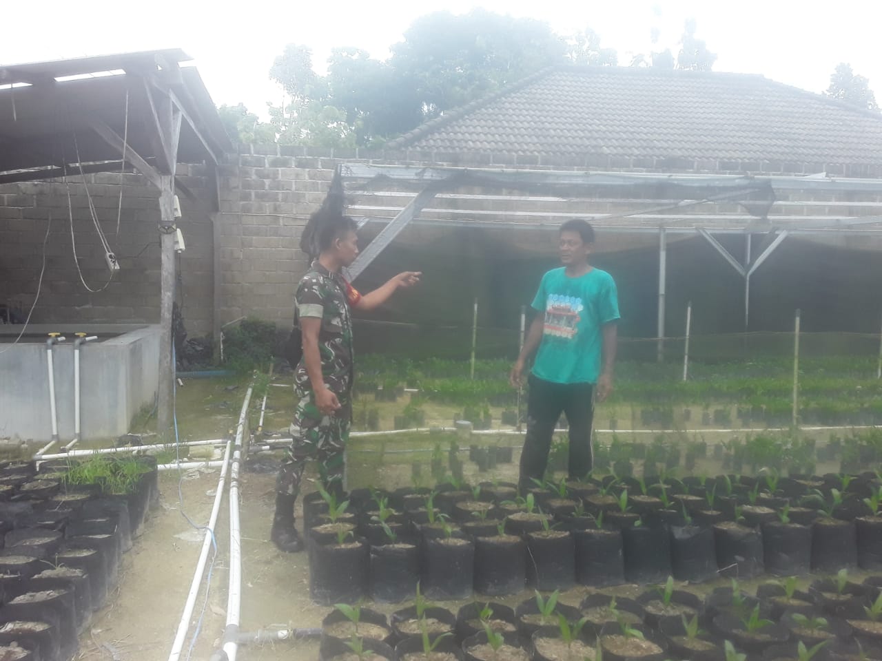 Babinsa Desa Trubus Anjangsana ke Tempat Budidaya Pembibitan Tanaman Kelapa Sawit