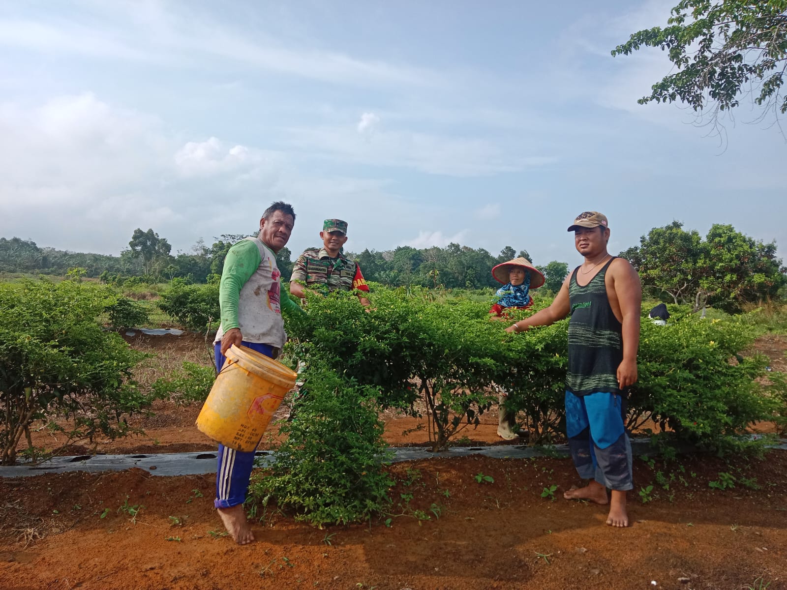 Komsos ke Petani Cabai, Babinsa Koramil 431-02/Mentok, Berikan Himbauan dan Semangat