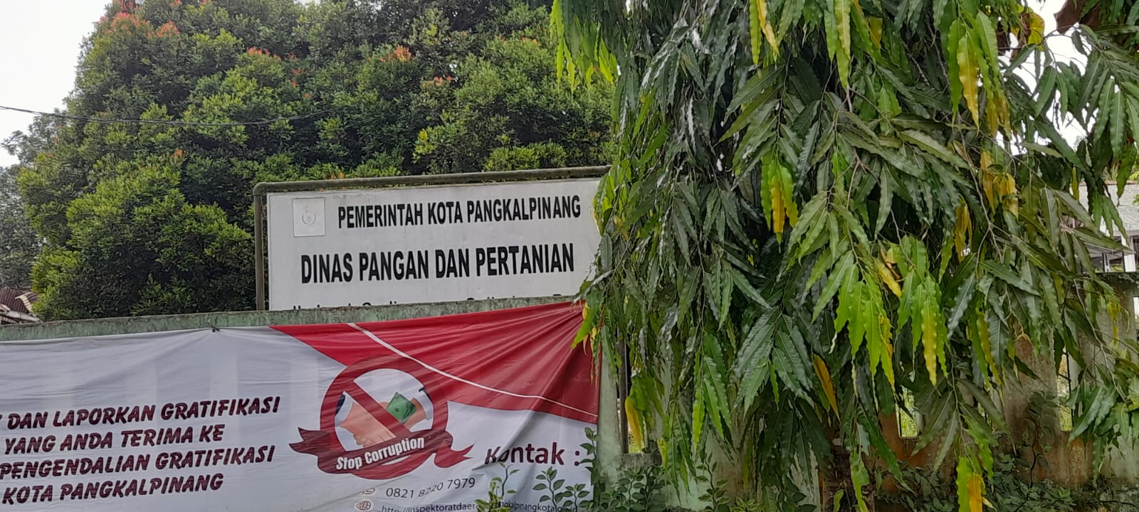 Begini Tips Memilih Hewan Qurban Bebas PMK Dari Kepala Dinas Pangan dan Pertanian Kota Pangkalpinang