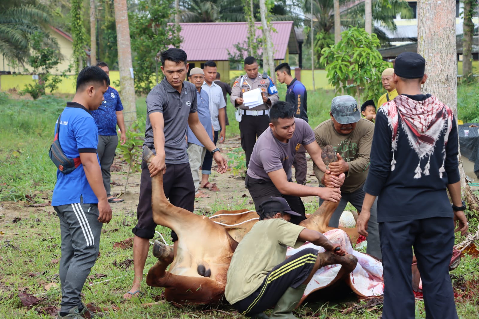 Bangun Semangat Gotong Royong Polres Bangka Tengah Sembelih 6 Ekor Sapi