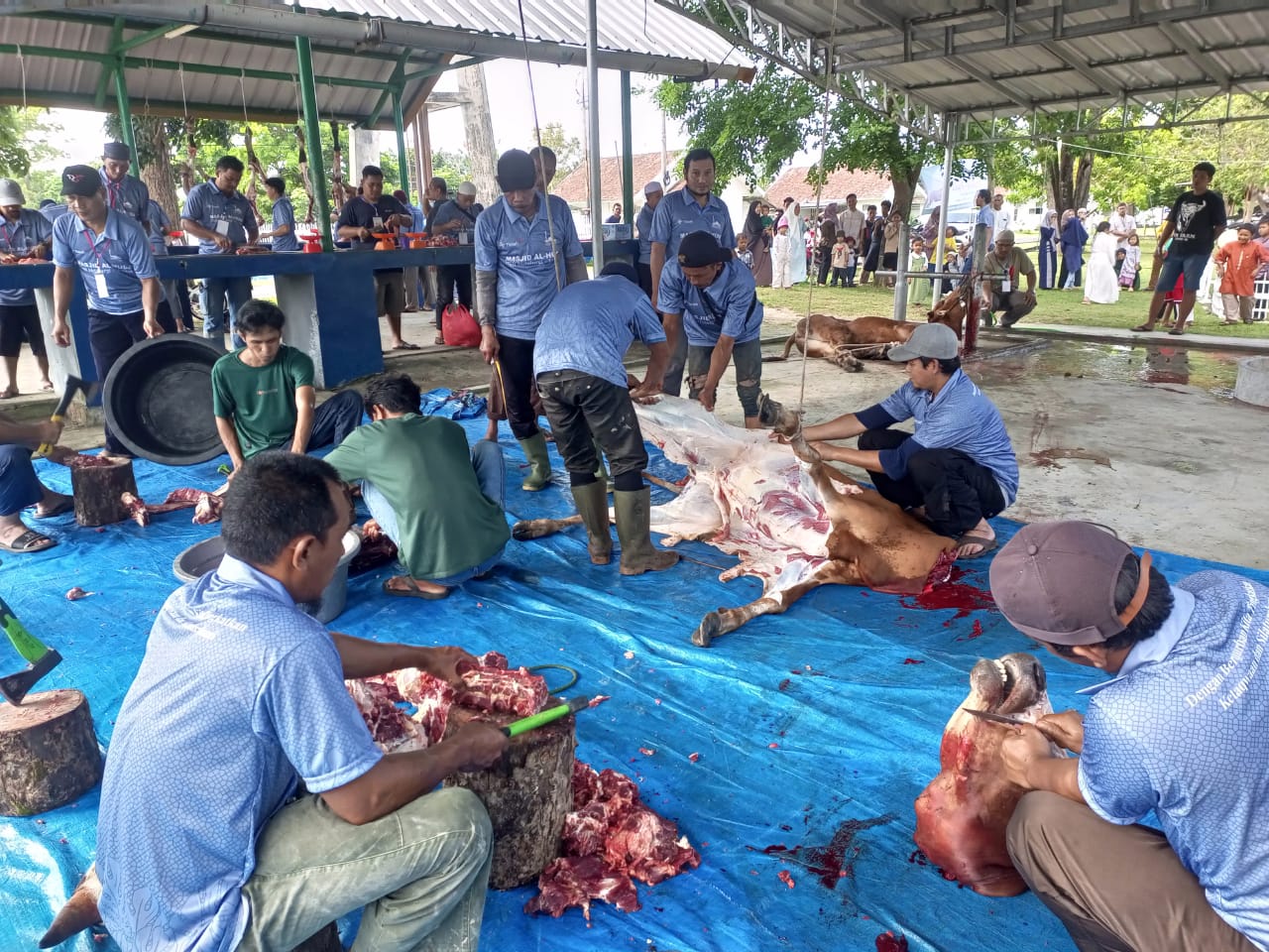 Masjid Al Huda Komplek Metalurgi PT Timah Tbk Sembelih Delapan Ekor Sapi