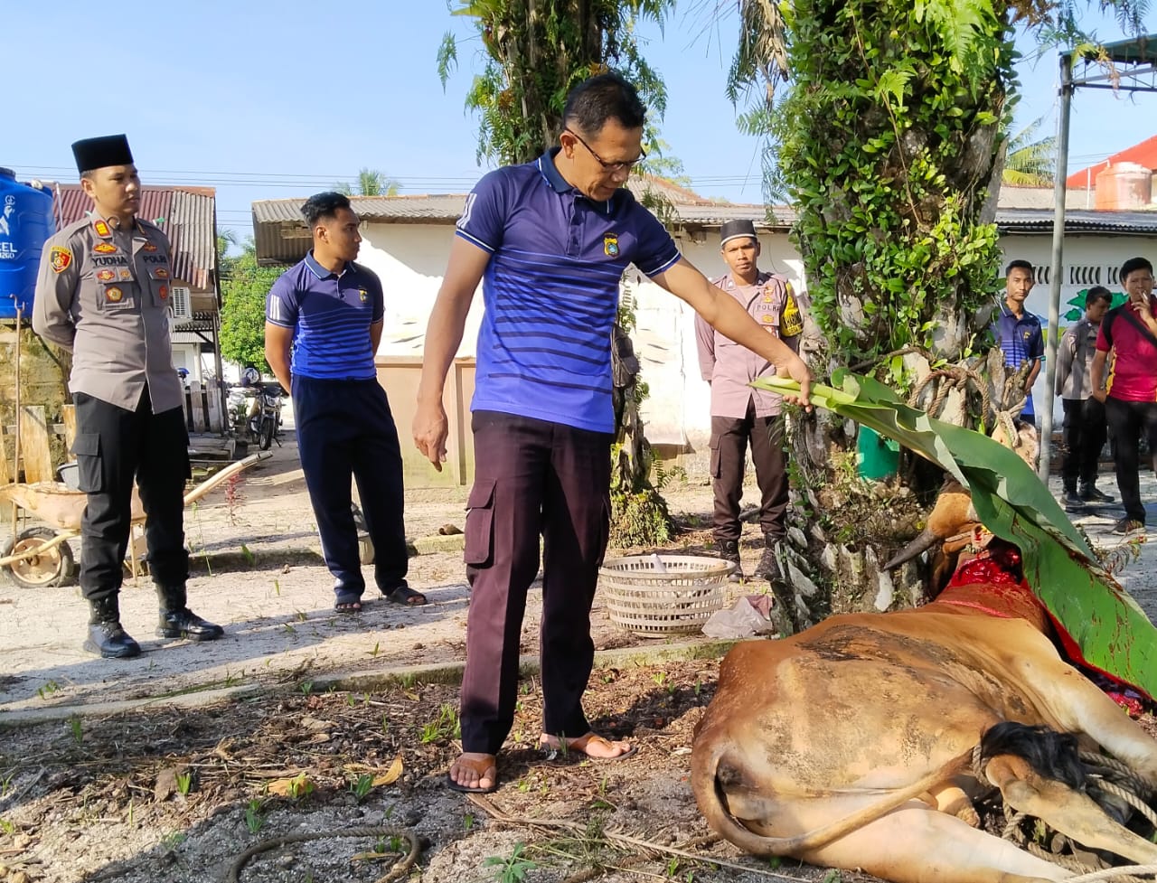 Polsek Jebus Melaksanakan Kegiatan Pemotongan Hewan Qurban Idul Adha 1444 H