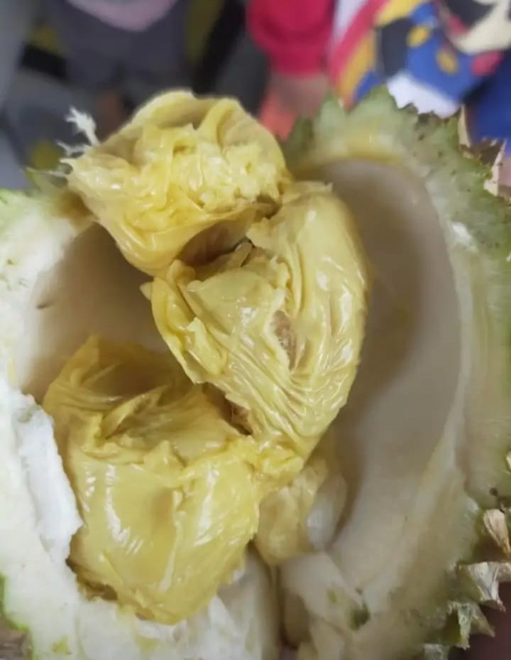 Tips Sederhana Memilih Durian Dengan Kualitas Yang Baik Dari Dinas Pertanian dan Pangan Kota Pangkalpinang