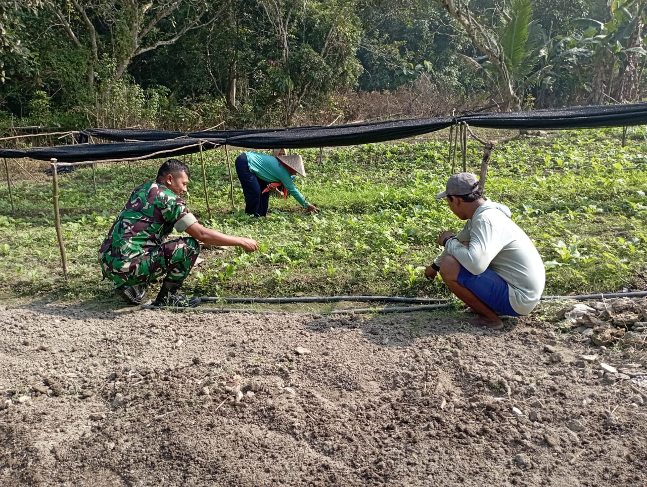 Babinsa Koramil 431-02/Mentok Melaksanakan Anjangsana di Kebun Sayur Pak Yanto