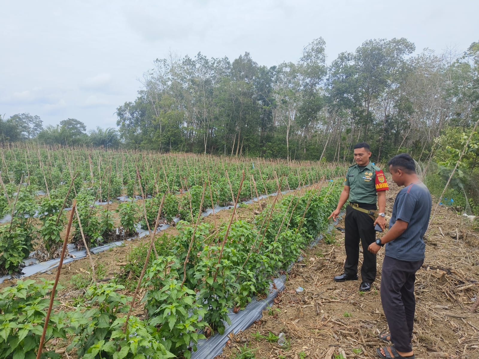 Anggota Koramil 431- 01/Jebus Melaksanakan Komsos di Desa Binaan Bertempat di Kebun Ketahanan Pangan Desa Kapit Kecamatan Parittiga