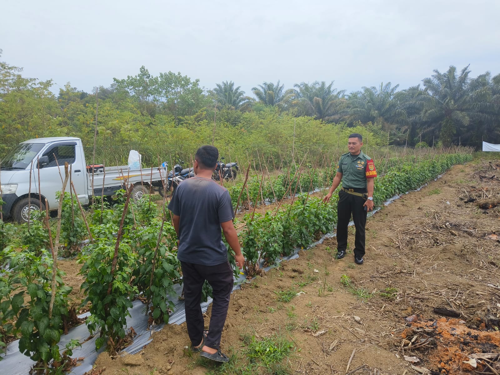 Anggota Koramil 431- 01/Jebus Melaksanakan Komsos di Desa Binaan Bertempat di Kebun Ketahanan Pangan Desa Kapit Kecamatan Parittiga