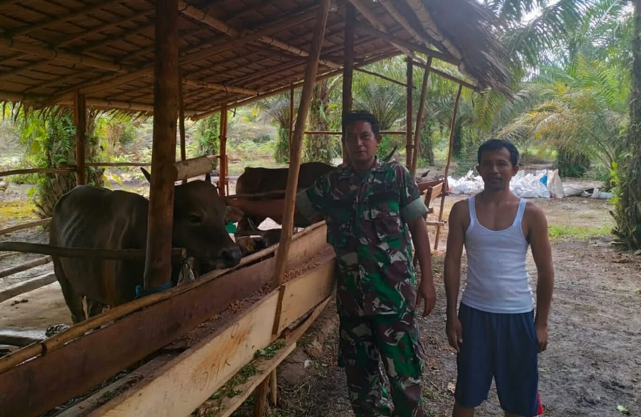 Dukung Ketahan Pangan Diwilayah Binaan, Babinsa Tanjung Pura Melaksanakan Komsos Dengan Peternak Sapi