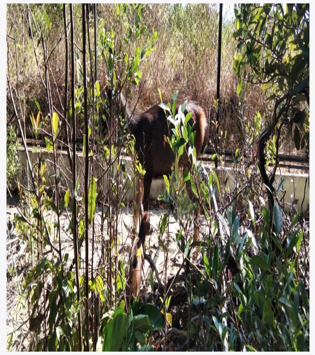 Populasi Rusa Unicolor di Penangkaran TB Primer Batu Besi PT Timah Tbk Bertambah, Tahun Ini Sudah Lahir Empat Anak Rusa 