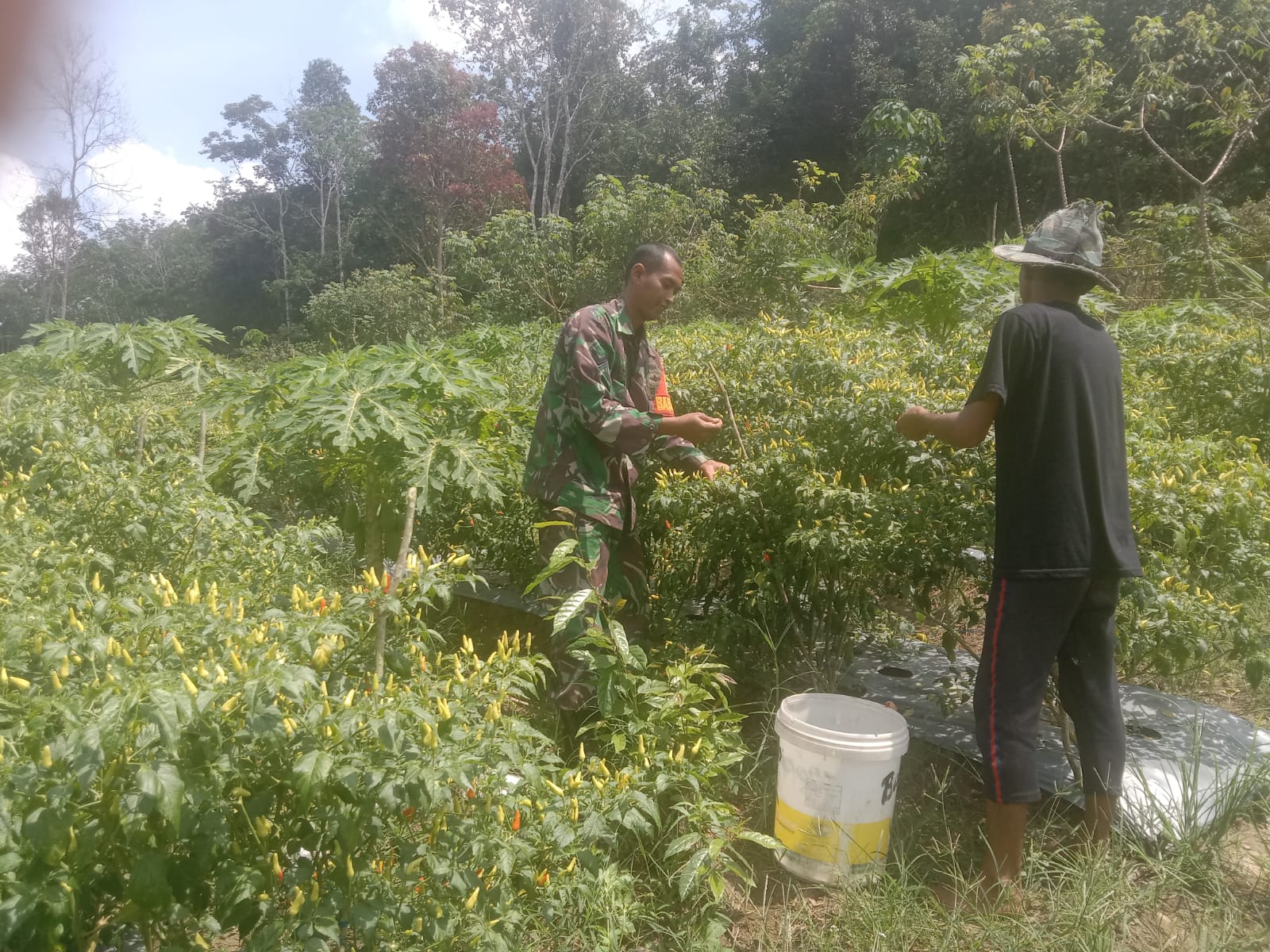 Tingkatkan Hasil Pertanian Babinsa Mendo Barat Laksanakan Pendampingan Terhadap Petani Cabe