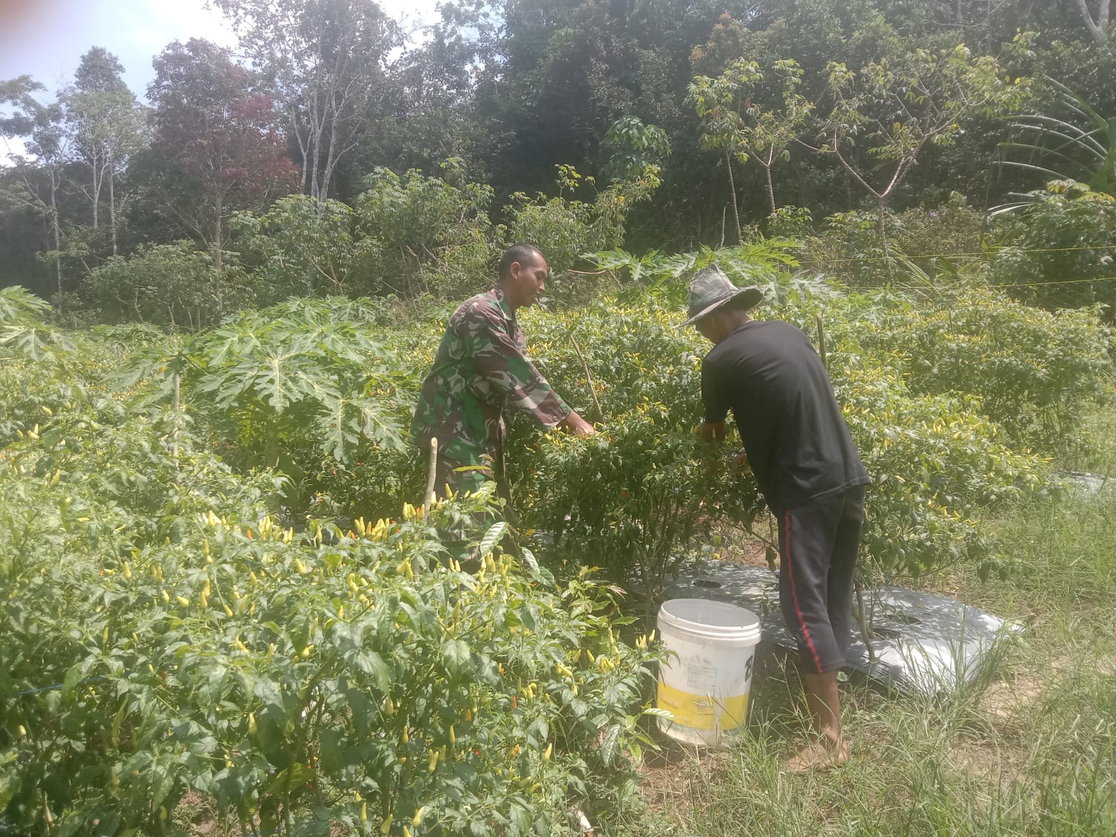 Tingkatkan Hasil Pertanian Babinsa Mendo Barat Laksanakan Pendampingan Terhadap Petani Cabe