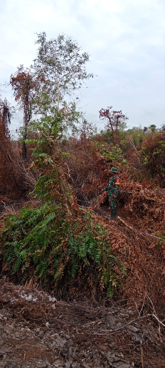 Mengantisipasi Kebakaran Babinsa Mapur Cek Titik Api Kebakaran Lahan Gambut Di Dusun Tuing