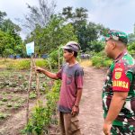 Babinsa Koramil 0413-07/Koba Pratu Sudedi melaksanakan Pendampingan kepada petani Cabe, ubi, dan kacang tanah kelompok Tani Muda berkarya